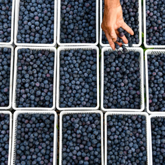 Blueberries (بلوبیری)